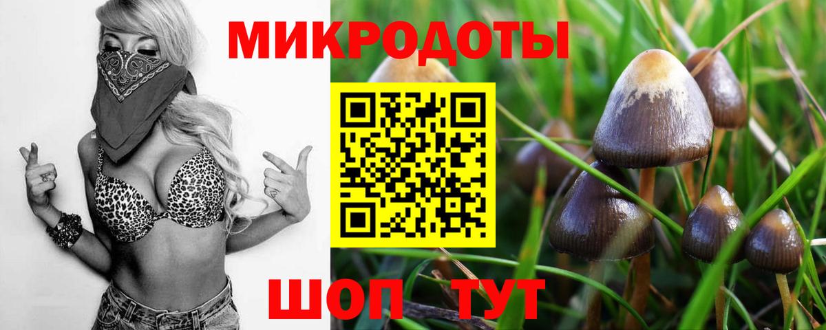 Псилоцибиновые грибы Psilocybine cubensis Унеча